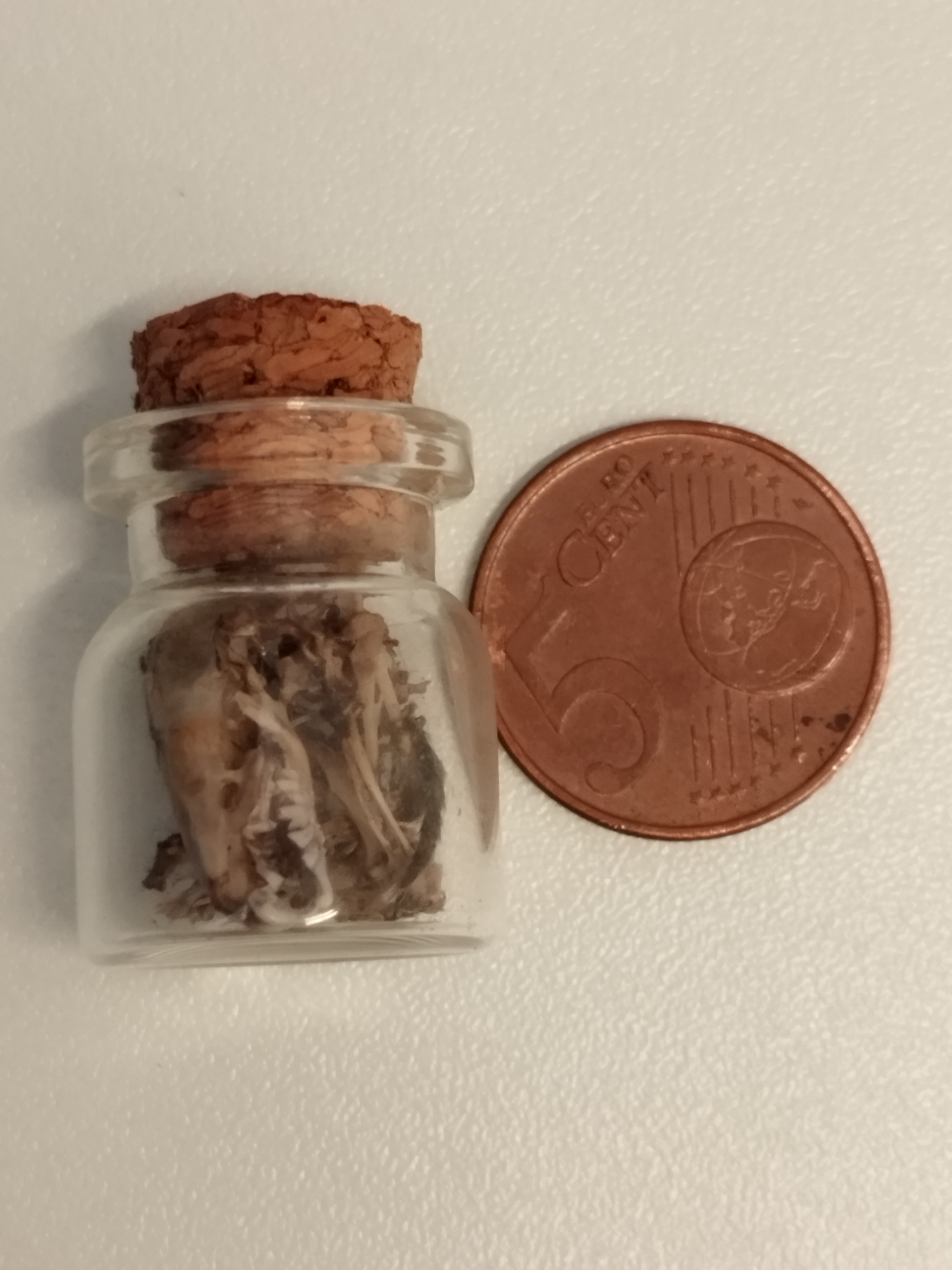 spitsmuis in een flesje – galerij 6